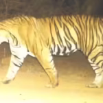 Tiger missing for weeks found dead in R’bore | Jaipur News