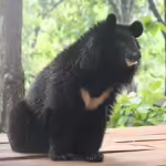 Himalayan black bear on display at Dehradun zoo | Dehradun News