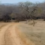 Sariska pushes village relocation to Jaipur, Dausa to expand tiger territory | Jaipur News