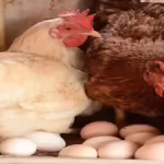 Birds in 2 more poultry farms test positive for Avian Flu | India News