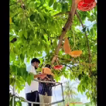 Bhubaneswar civic body installs 150 artificial nests for birds amidst summer heat | Bhubaneswar News