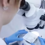 Dengue outpaces virus-blocking mosquitoes in Brazil