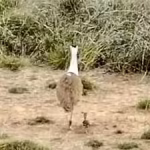 GIB chick goes missing in Gujarat, experts seek probe; egg transfer project faces setback | Jaipur News