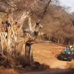 Recovery Landscapes: Rajasthan’s New Wild Identity | Jaipur News